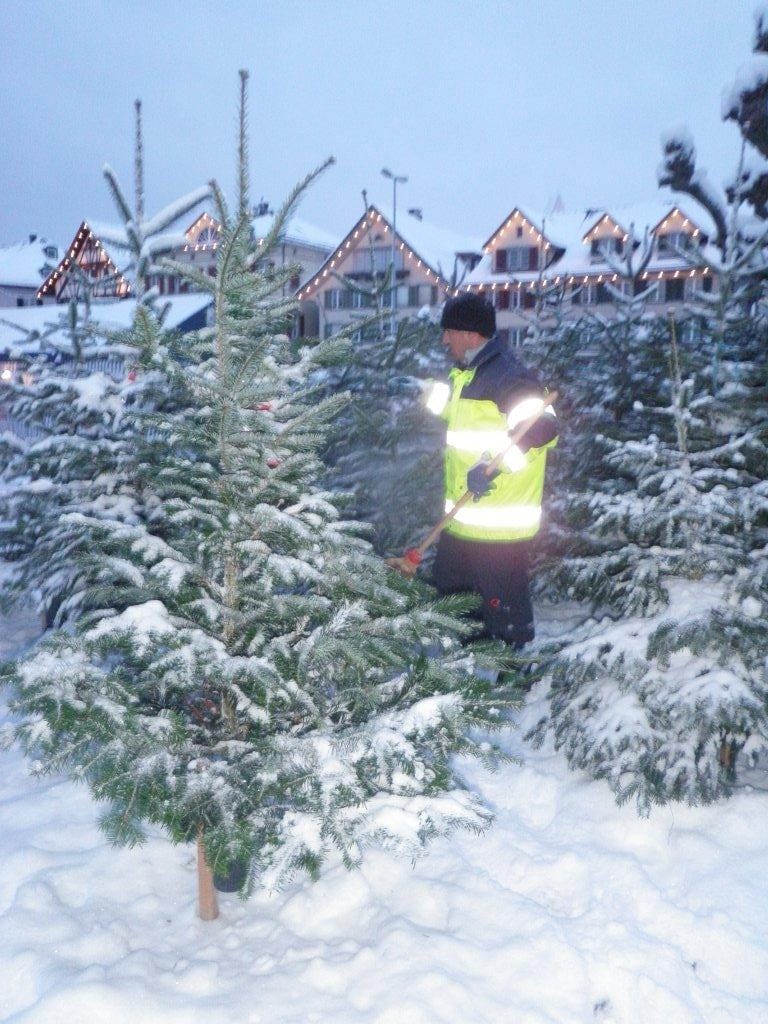 Christbäume im Schnee