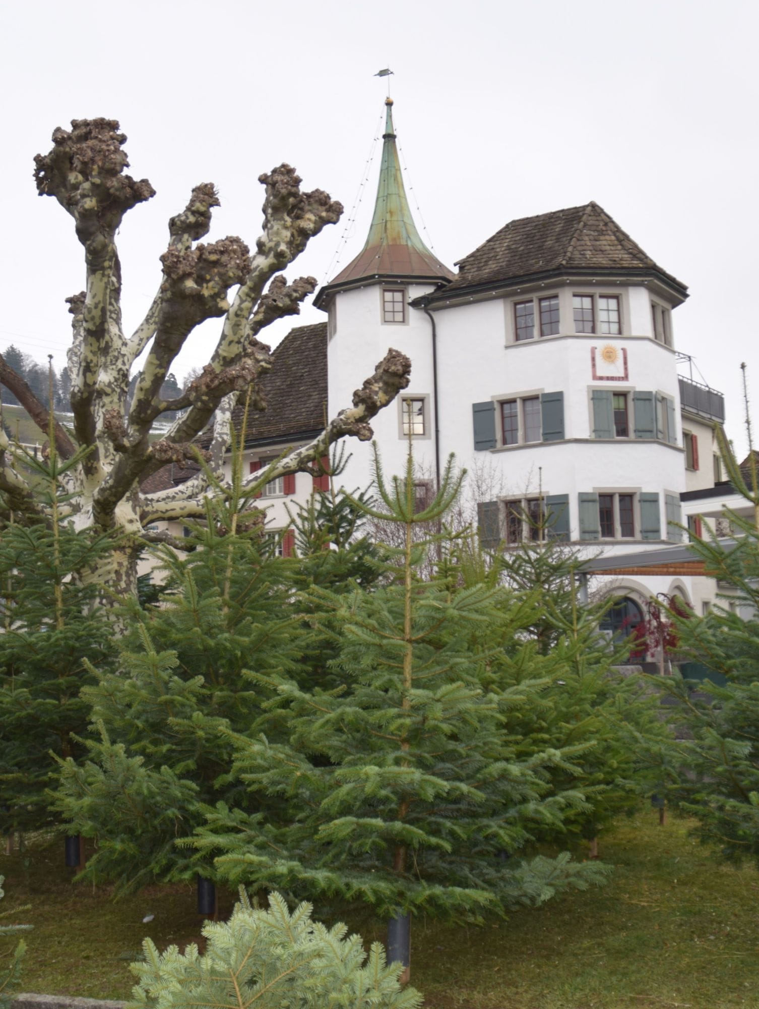 Christbäume vor dem Haus Hirzen