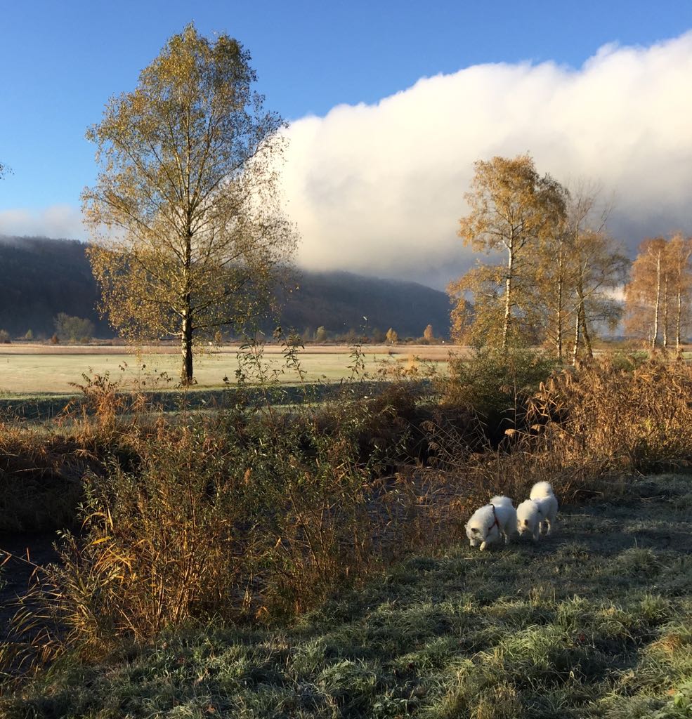 Keine Beschwerde zum Aufhebungsentscheid Hundeverbot