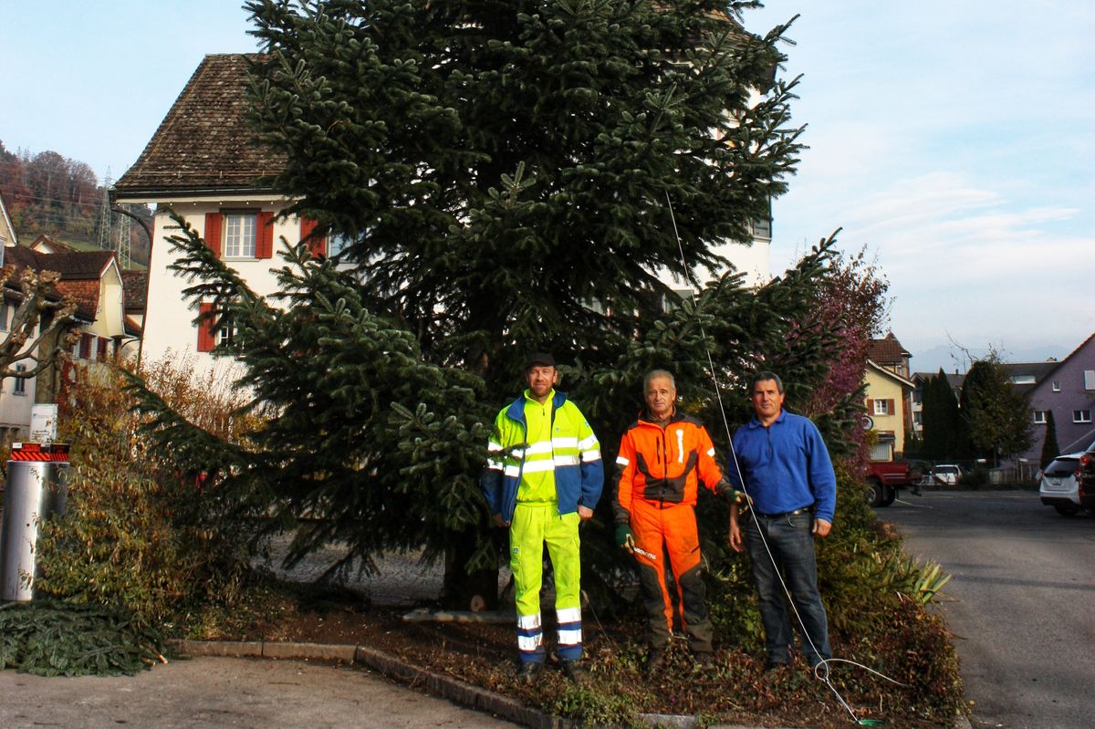 Tanne vervollständigt Weihnachtsbeleuchtung