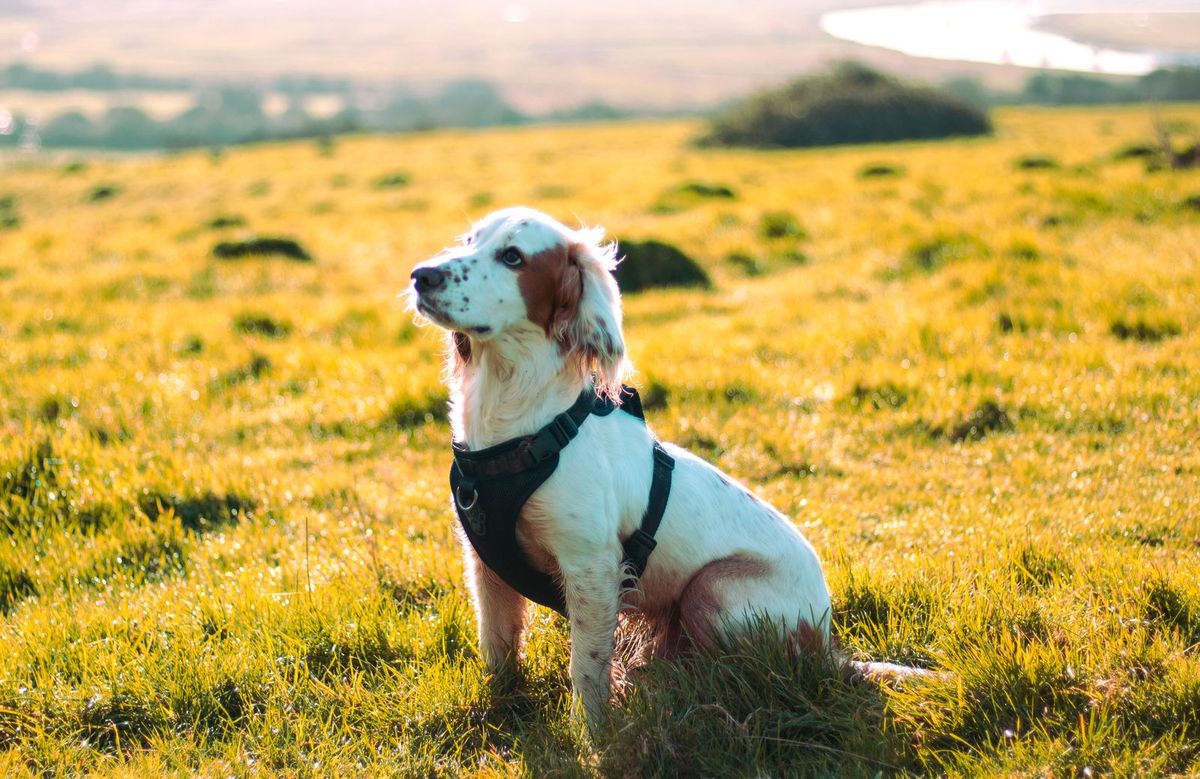 Aufhebung Hundereglement