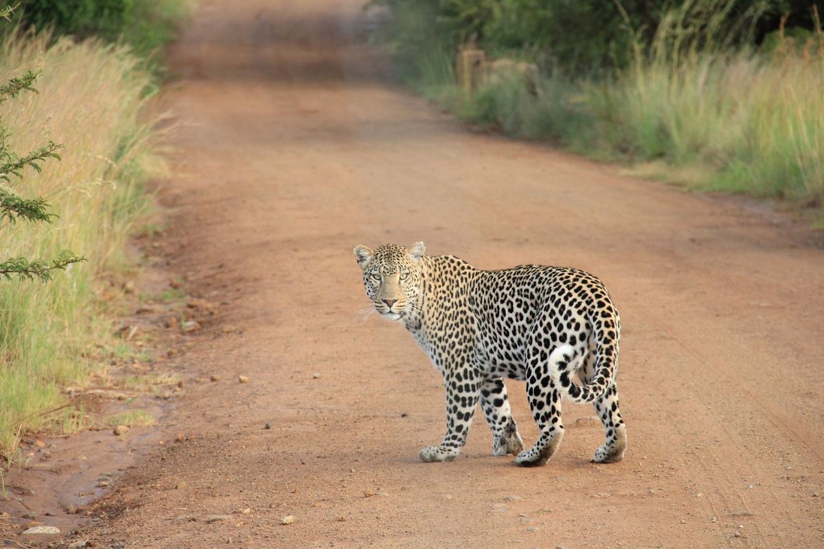 Der Leopard - Kinderpodcast