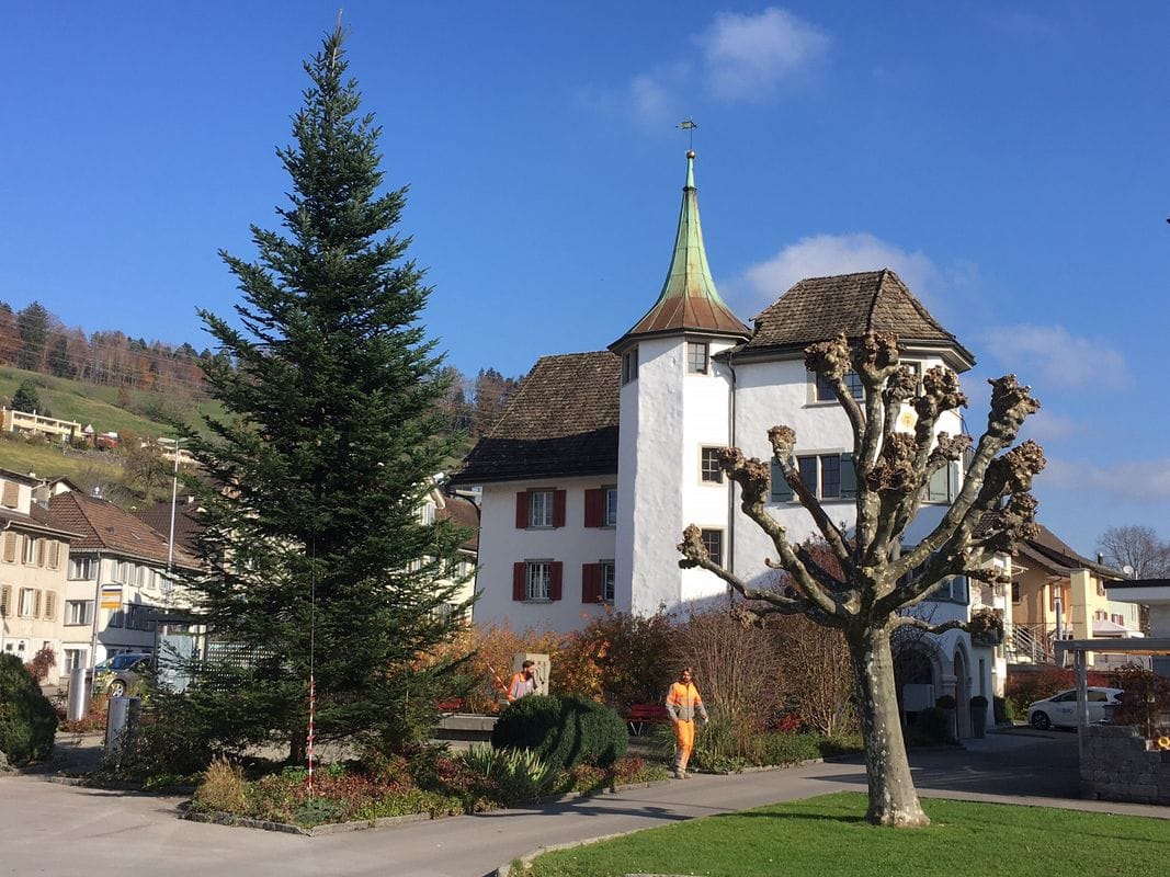 Der Weihnachtsbaum auf dem Dorfplatz steht bereits