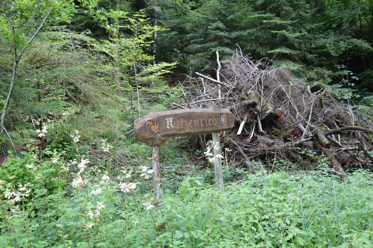 Im Chatzenried in Schmerikon übernimmt die Natur das Sagen