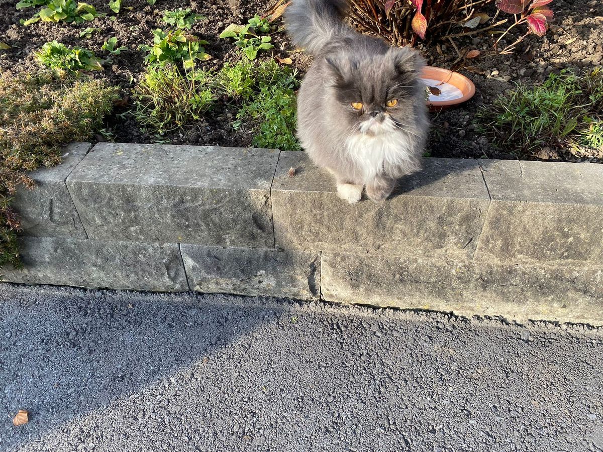 Grau-weisse Perser Katze