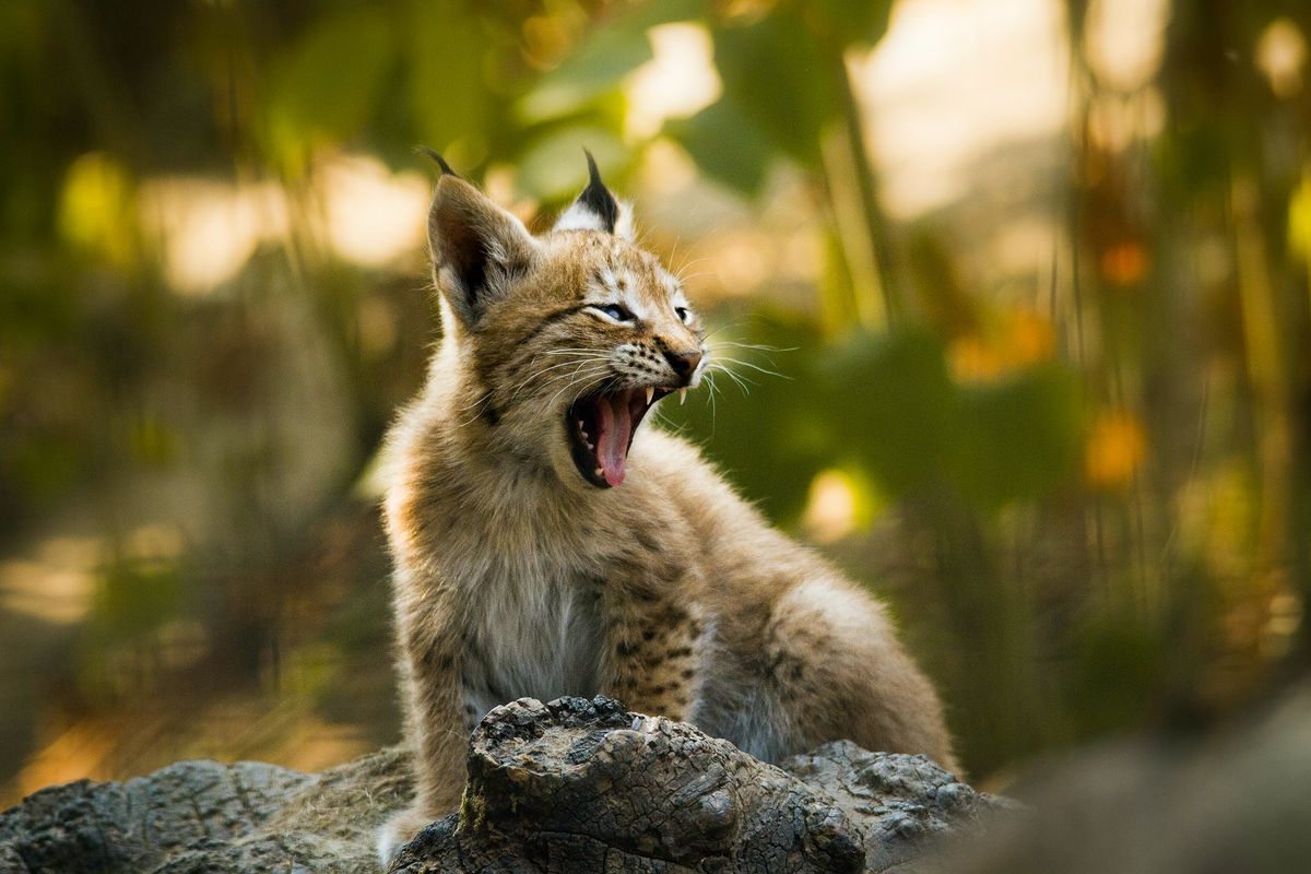 Mögliche Luchs-Sichtungen in Schmerikon