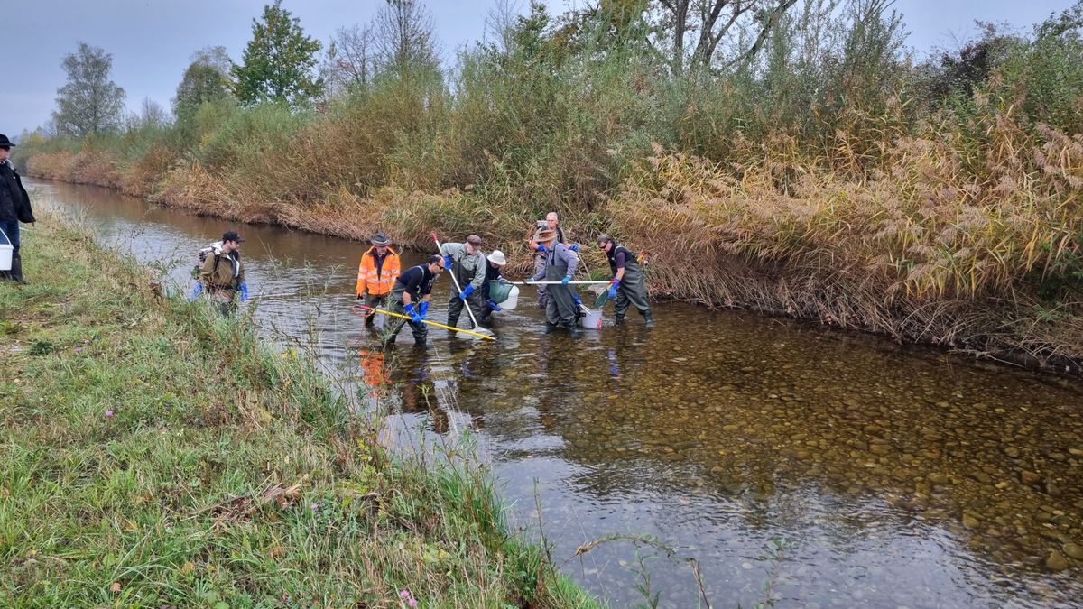 Aabach Unterlauf: Hochwasserschutz unter Berücksichtigung der Fischbedürfnisse