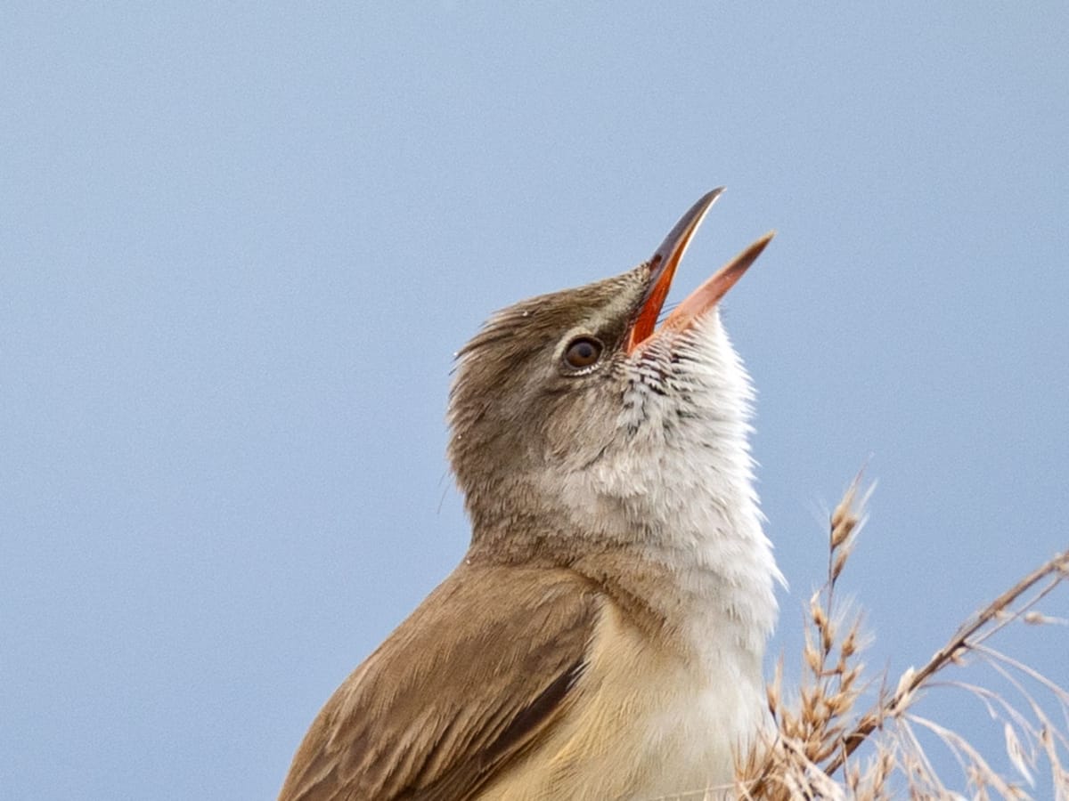 Vortrag: Avifauna im Linthgebiet