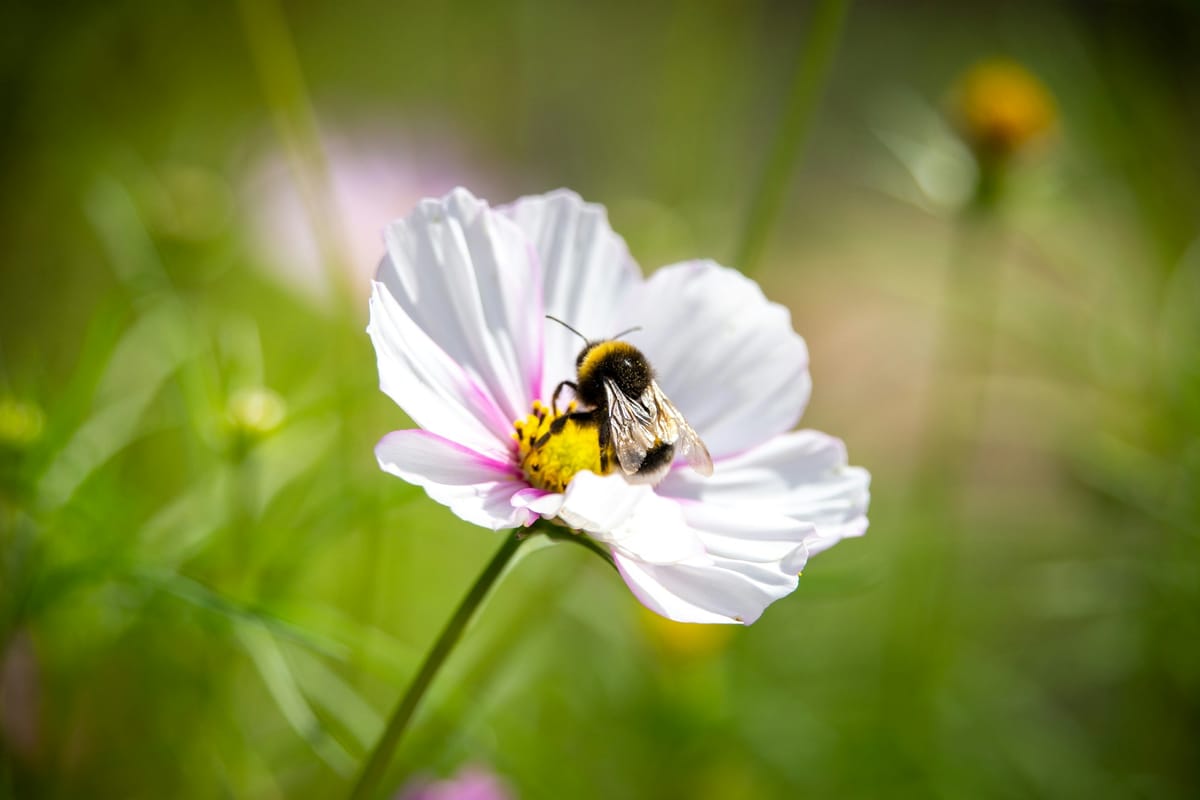 Weisser Sonntag für 25 Kinder