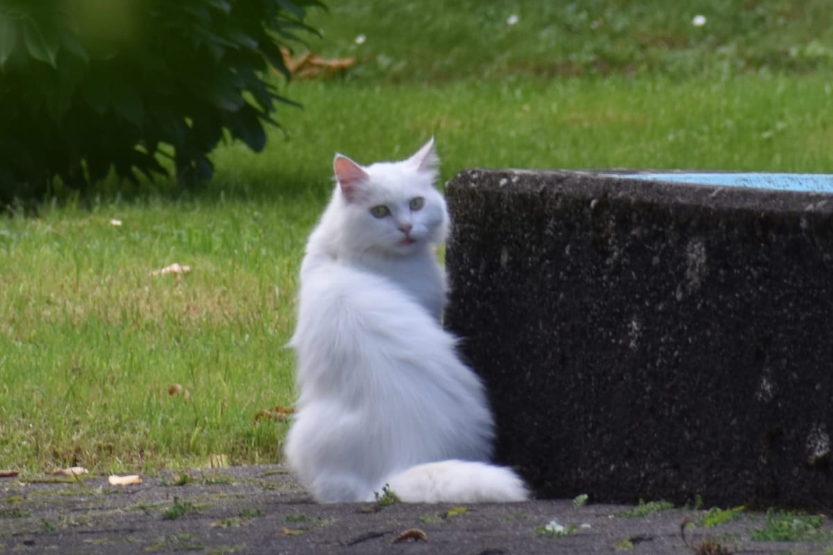 Vermisst: Kater Appa
