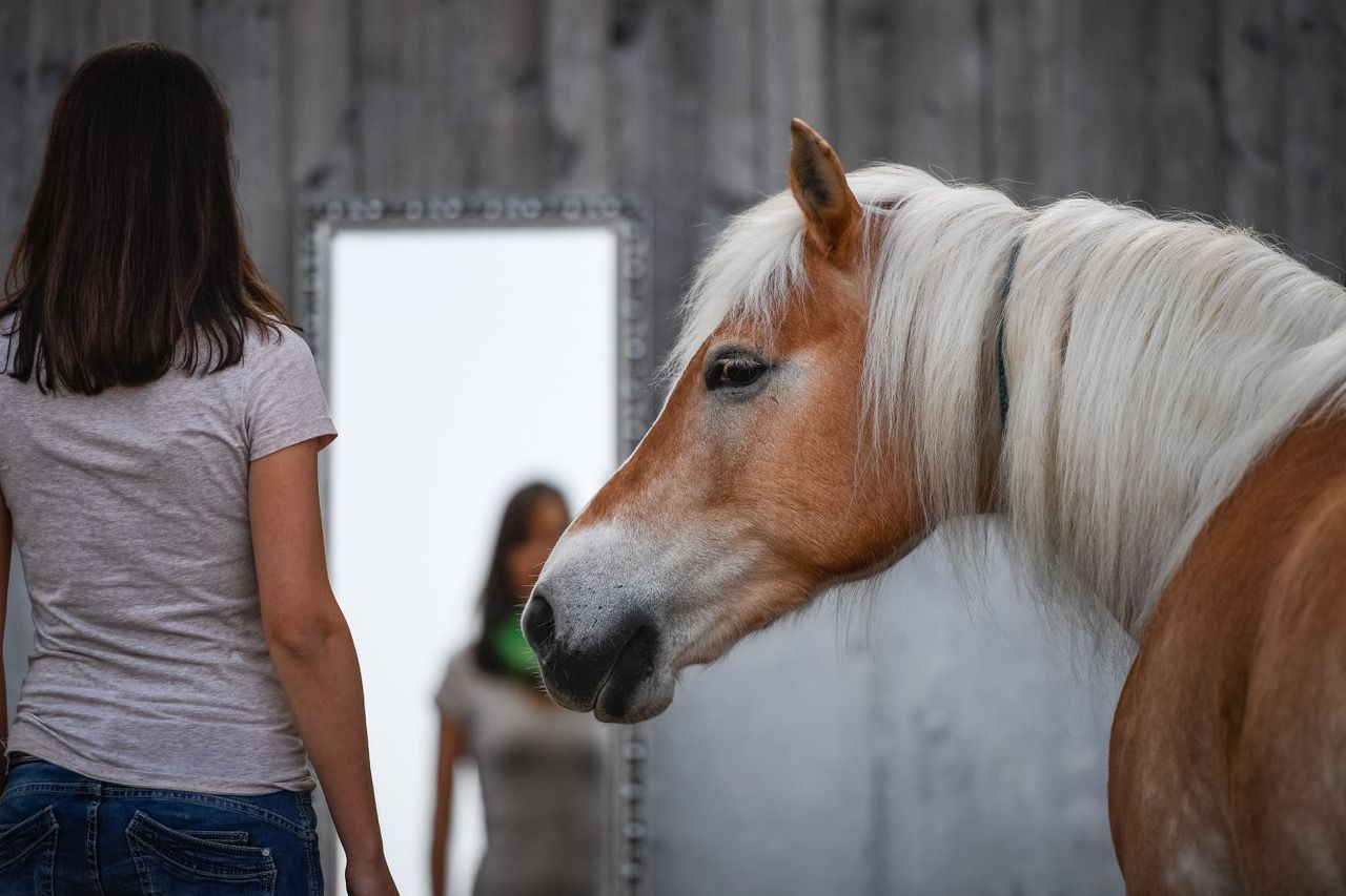 Pferdegestützte Coachings für Erwachsene, Jugendliche und Kinder