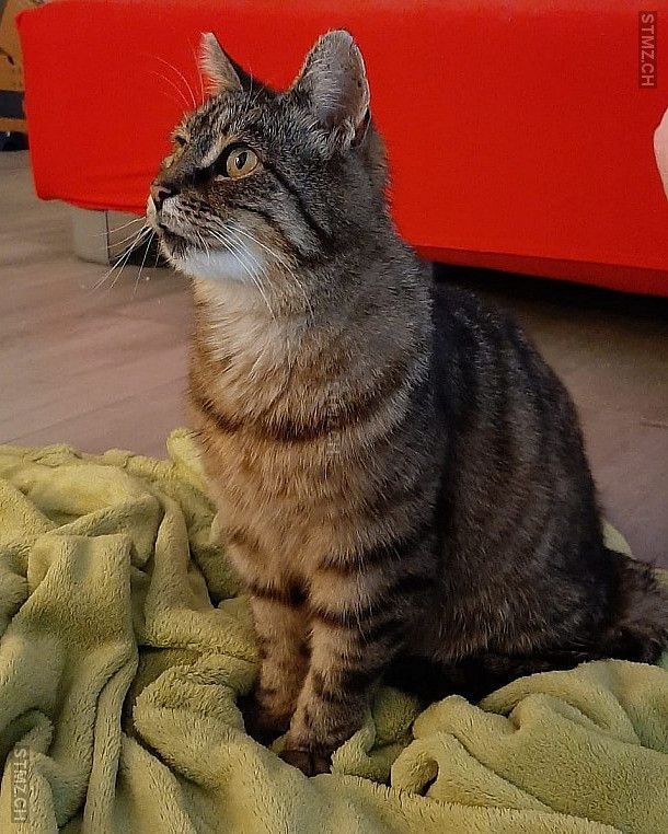Katze Fooby vermisst