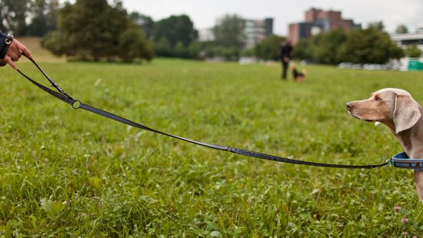 SRF: Kanton St. Gallen entscheidet - Schmerikon muss Hundeverbot aufheben