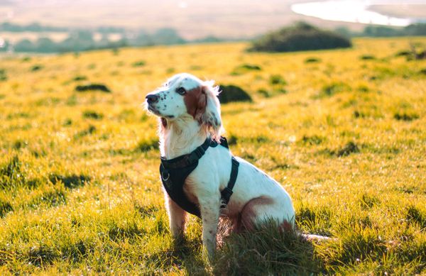 Aufhebung Hundereglement