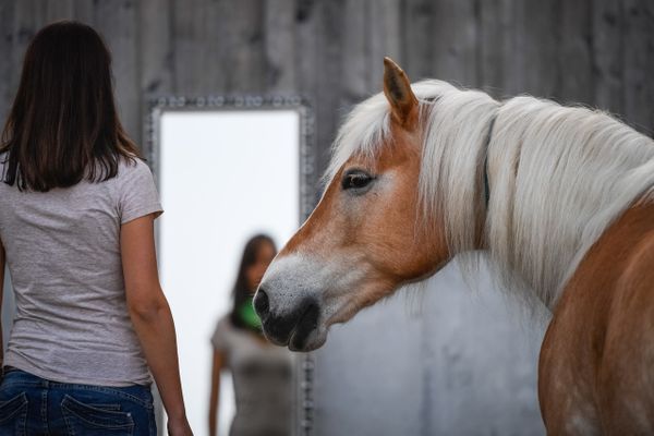 Pferdegestützte Coachings für Erwachsene, Jugendliche und Kinder