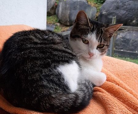 Katze "Kyra" vermisst seit 08.11.2020