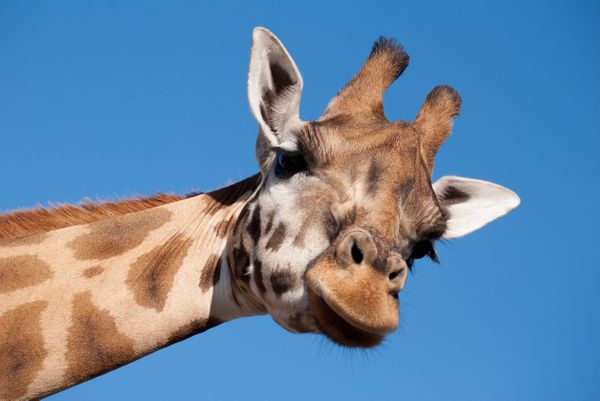 «Theo erzählt» in Knies Kinderzoo