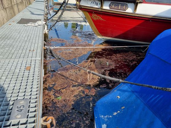 Toxische Blaualge nun entlang des gesamten Ufers nachweisbar