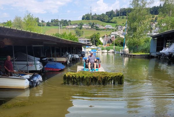 Seegras im Hafen gemäht