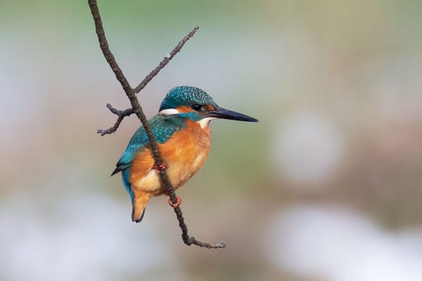 Ein Eisvogel auf einem dünnen Ästchen