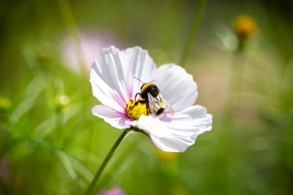 Weisser Sonntag für 25 Kinder