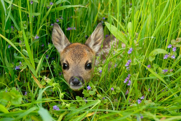 Infokampagne «Brut- und Setzzeit bei Wildtieren»