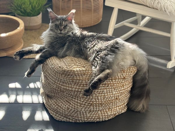Vermisst:  Sammy