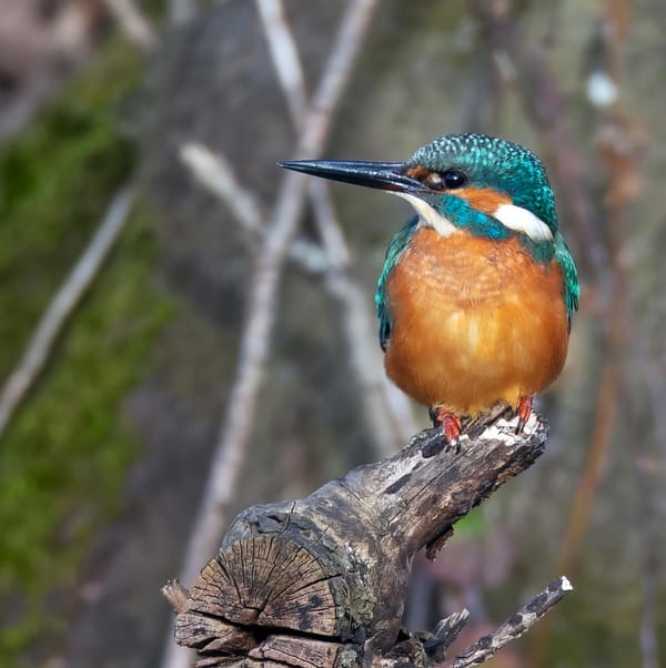 Naturverein lädt zur Wasservogelexkursion am Linthkanal