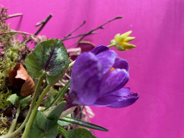 Früehligsnest Workshops